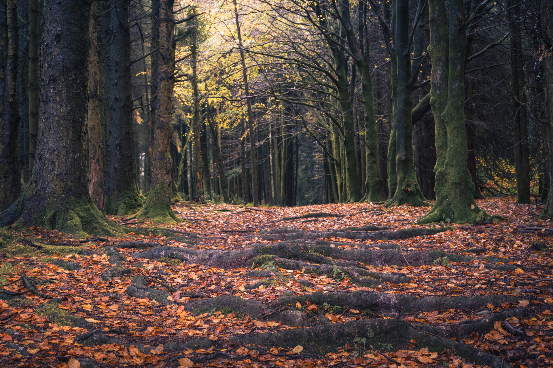 Woodlands